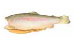 Frozen Trout Salmon